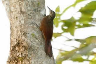 Blauwsnavelmuisspecht - Dendrocolaptes picumnus Blauwsnavelmuisspecht - Dendrocolaptes picumnus